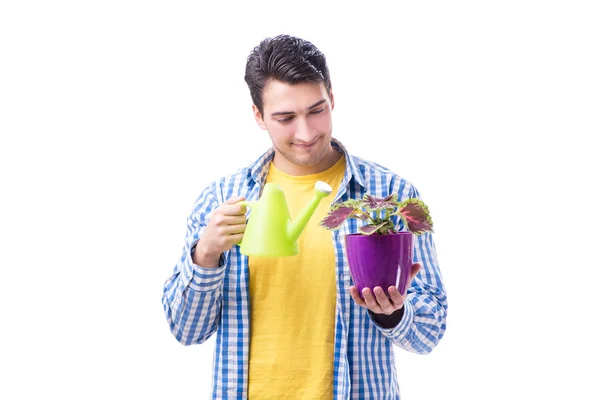 Jeune homme avec pot de fleurs isolé sur blanc — Photo