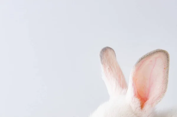 Bílý králík v konceptu velikonočních zvířat — Stock fotografie