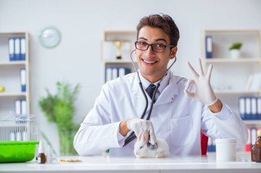 Hayvan hastanesinde tavşanı muayene eden veteriner.