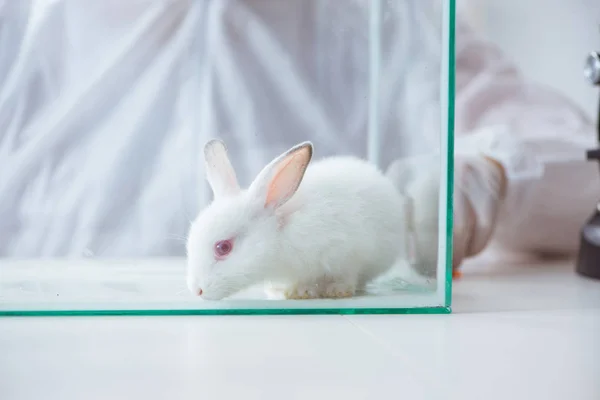 Coniglio bianco nell'esperimento di laboratorio scientifico — Foto Stock