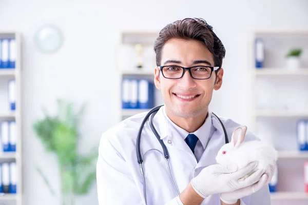 Vet doctor examining rabbit in pet hospital — Stock Photo, Image