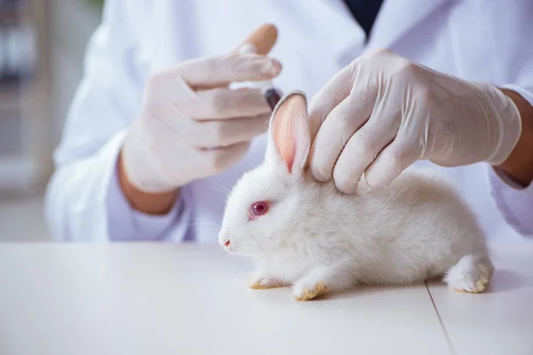 Medico veterinario che esamina il coniglio in ospedale per animali domestici — Foto Stock