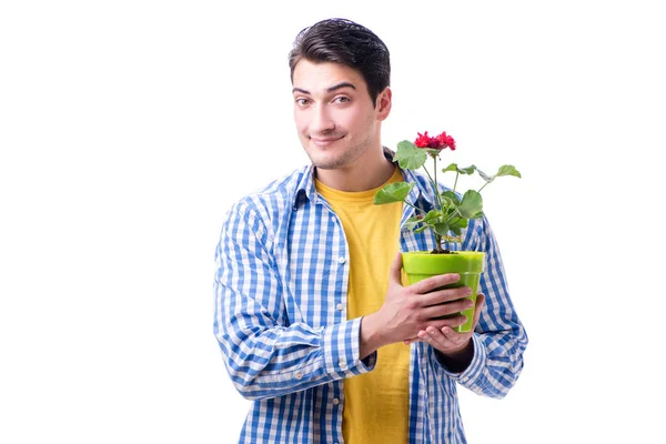 Young man with flower pot isolated on white — Stock Photo, Image