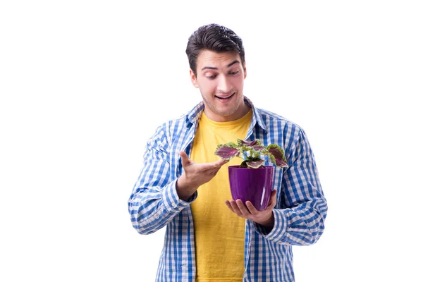 Jovem com vaso de flores isolado em branco — Fotografia de Stock