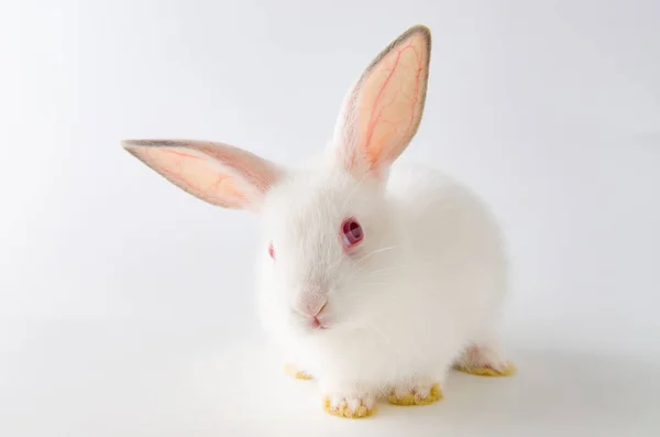东方的白兔动物概念 — 图库照片