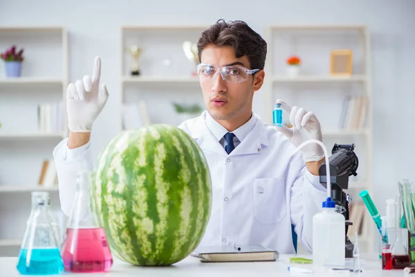 A tudós tesztelés görögdinnye a laborban — Stock Fotó