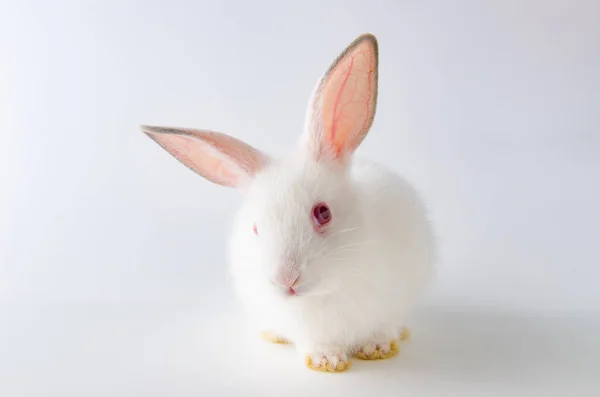 Coelho branco no conceito de animal de Páscoa — Fotografia de Stock