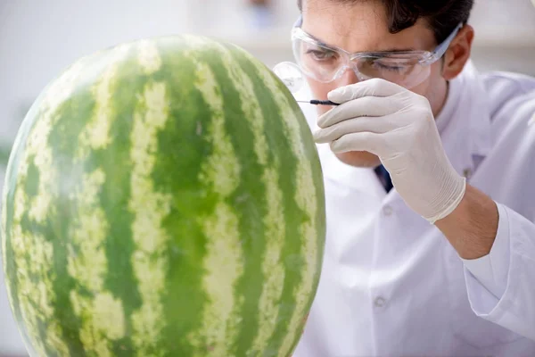 Forskere som tester vannmelon i laboratoriet – stockfoto
