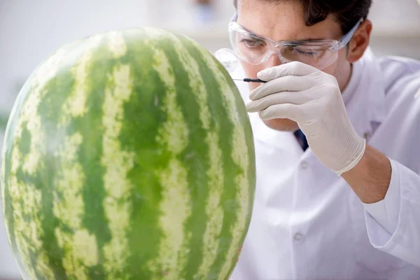 Scientist testing watermelon in lab — Stock Photo, Image