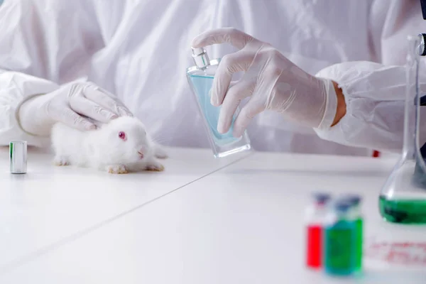 Coelho branco em experimento de laboratório científico — Fotografia de Stock