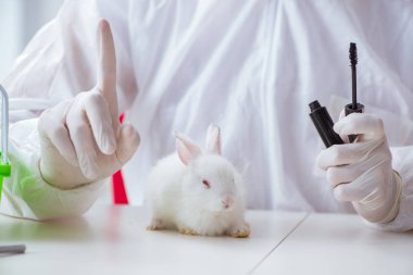 Beyaz tavşan bilimsel laboratuvar deneyinde