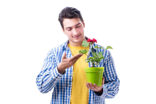 Çiçek saksısı olan genç adam beyaz tencereye izole edilmiş. — Stok fotoğraf
