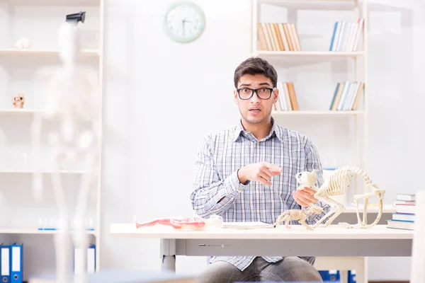動物骨格学を学ぶ学生医師 — ストック写真