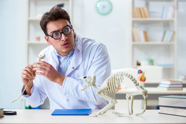 Komik çılgın öğrenci doktor hayvan iskeleti üzerinde çalışıyor. — Stok fotoğraf