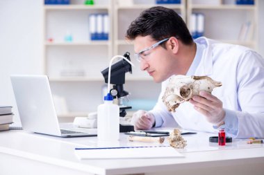 Paleontolojist soyu tükenmiş hayvan kemiklerine bakıyor