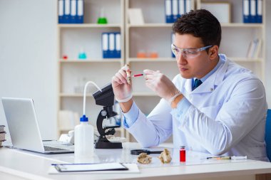 Paleontolojist soyu tükenmiş hayvan kemiklerine bakıyor