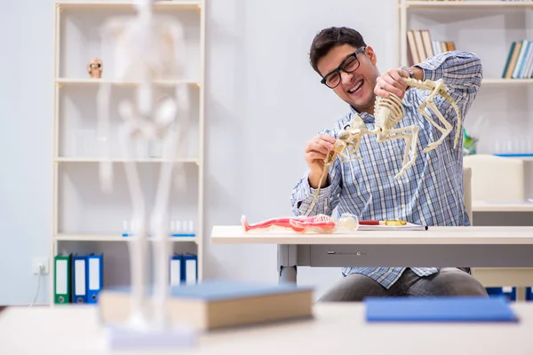 Student doctor studying animal skeleton — Stock Photo, Image