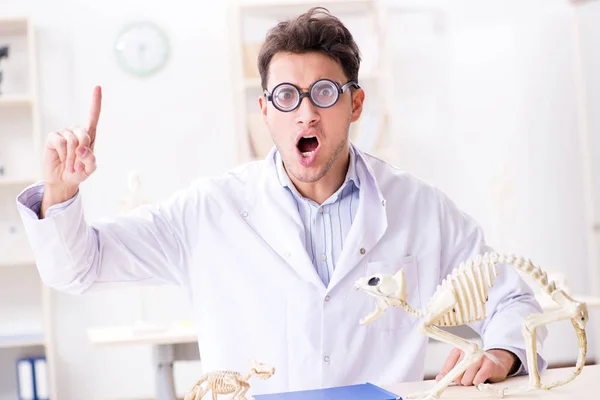 Divertente pazzo studente medico studiando scheletro animale — Foto Stock