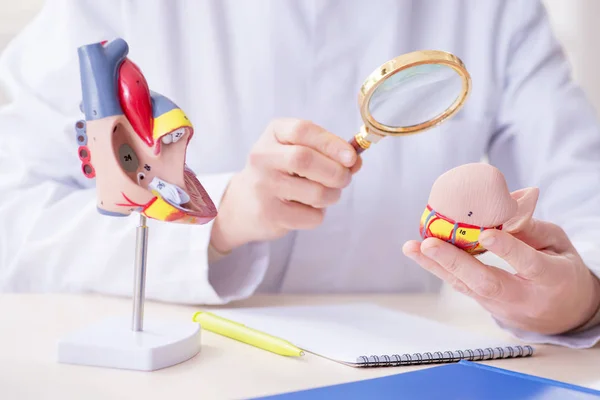 Professor médico explicando várias partes do coração — Fotografia de Stock