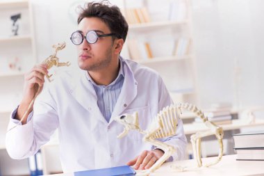 Komik çılgın öğrenci doktor hayvan iskeleti üzerinde çalışıyor.