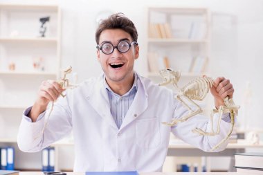 Komik çılgın öğrenci doktor hayvan iskeleti üzerinde çalışıyor.