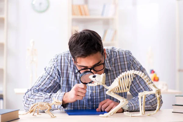 Student arts die dierlijk skelet bestudeert — Stockfoto