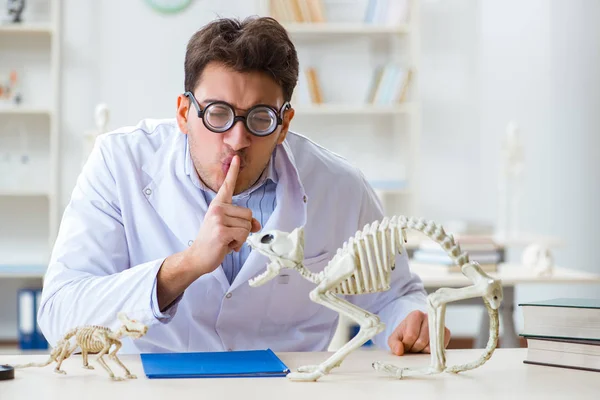 Divertido estudiante loco médico estudiando esqueleto animal — Foto de Stock