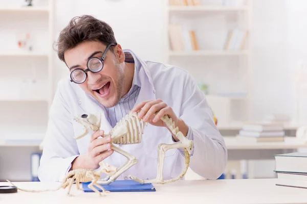 Komik çılgın öğrenci doktor hayvan iskeleti üzerinde çalışıyor. — Stok fotoğraf