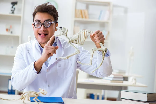 Komik çılgın öğrenci doktor hayvan iskeleti üzerinde çalışıyor. — Stok fotoğraf