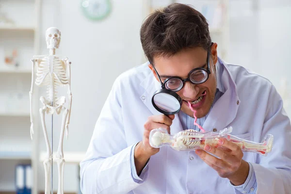 Médico loco estudiando esqueleto humano — Foto de Stock