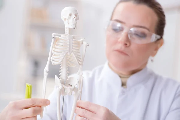 Mulher médico estudando esqueleto humano — Fotografia de Stock