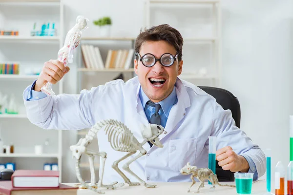 Científico divertido con esqueleto de gato en clínica de laboratorio —  Fotos de Stock