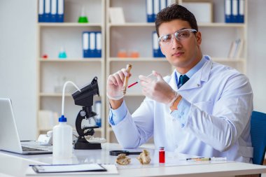 Paleontolojist soyu tükenmiş hayvan kemiklerine bakıyor