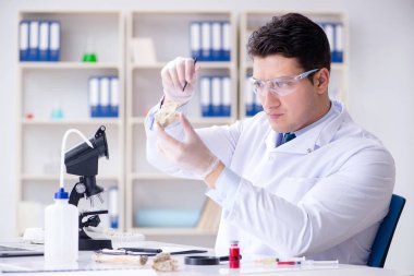 Paleontolojist soyu tükenmiş hayvan kemiklerine bakıyor