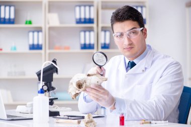 Paleontolojist soyu tükenmiş hayvan kemiklerine bakıyor