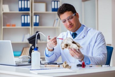 Paleontolojist soyu tükenmiş hayvan kemiklerine bakıyor