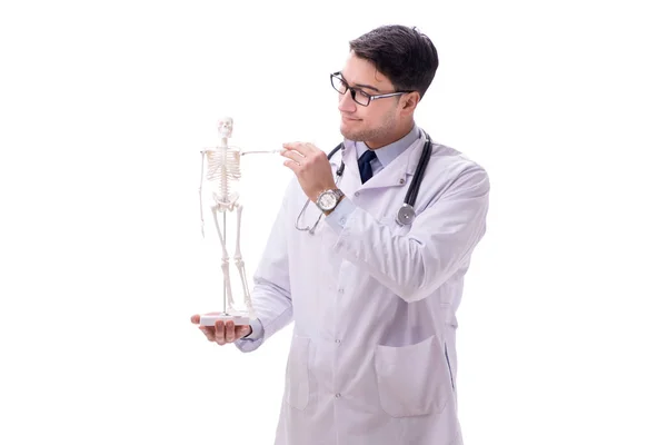 Yong medic de sex masculin cu schelet izolat pe alb — Fotografie, imagine de stoc