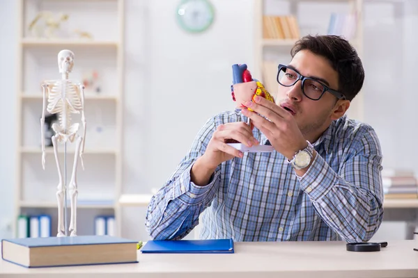 Student studying various parts of heart — Stock Photo, Image