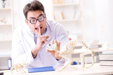 Komik çılgın öğrenci doktor hayvan iskeleti üzerinde çalışıyor.