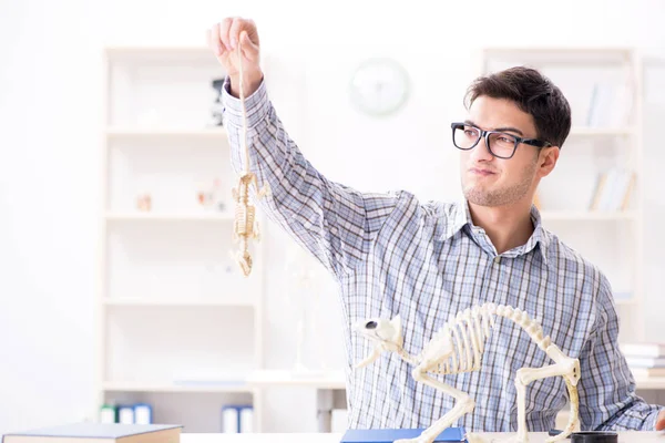 Student doctor studying animal skeleton