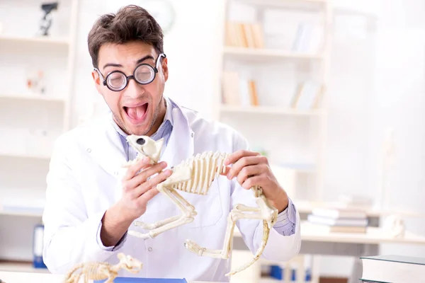 Grappige gekke student dokter die dierlijk skelet bestudeert — Stockfoto