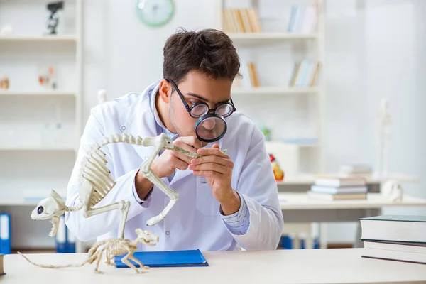 Estudante louco engraçado médico estudando esqueleto animal — Fotografia de Stock