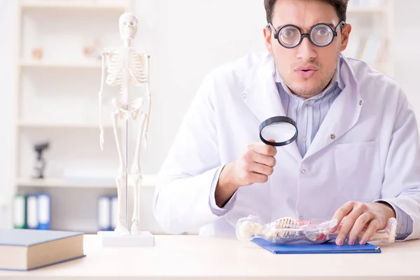 Pazzo medico che studia scheletro umano — Foto Stock