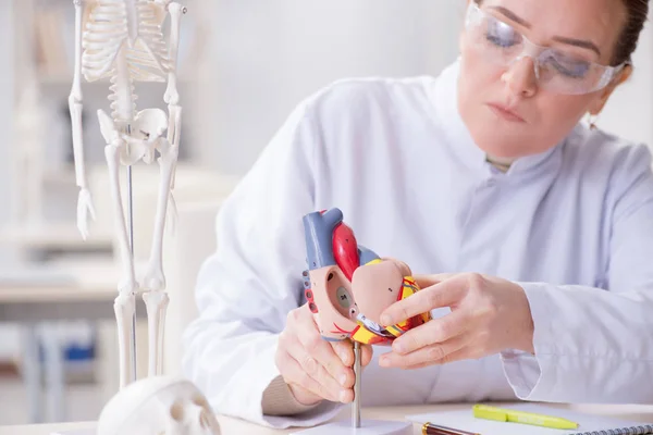 Doctor lecturer explaining various parts of heart — Stock Photo, Image