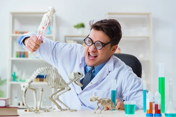 Cientista engraçado com esqueleto de gato na clínica de laboratório — Fotografia de Stock