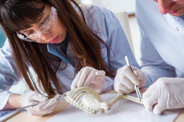 Paleontologlar nesli tükenmiş hayvanların kemiklerini inceliyor.