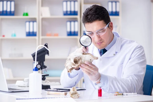 Paleontologist looking at extinct animal bone