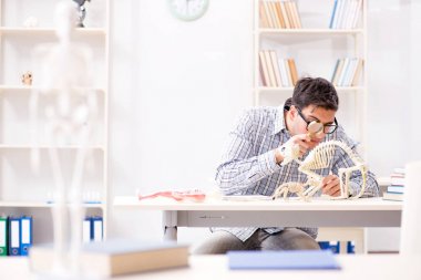 Öğrenci doktor hayvan iskeleti üzerinde çalışıyor.