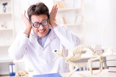 Komik çılgın öğrenci doktor hayvan iskeleti üzerinde çalışıyor.