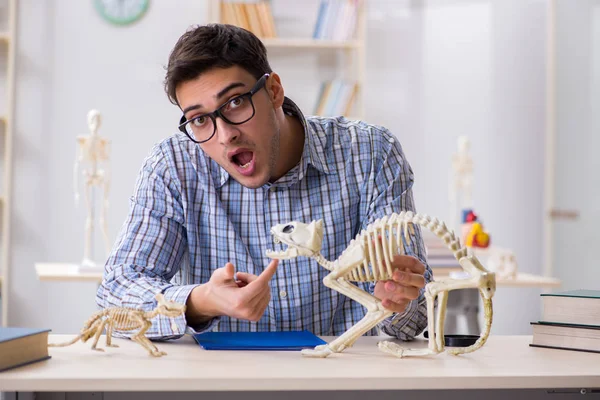 Estudante médico estudando esqueleto animal — Fotografia de Stock